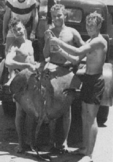 STING RAY.jpg